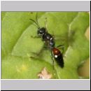 Alysson spinosus - Grabwespe w09a 7-8mm.jpg